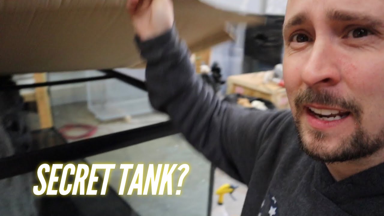 ALL of my Aquariums and Fish in one video | Jay Wilson