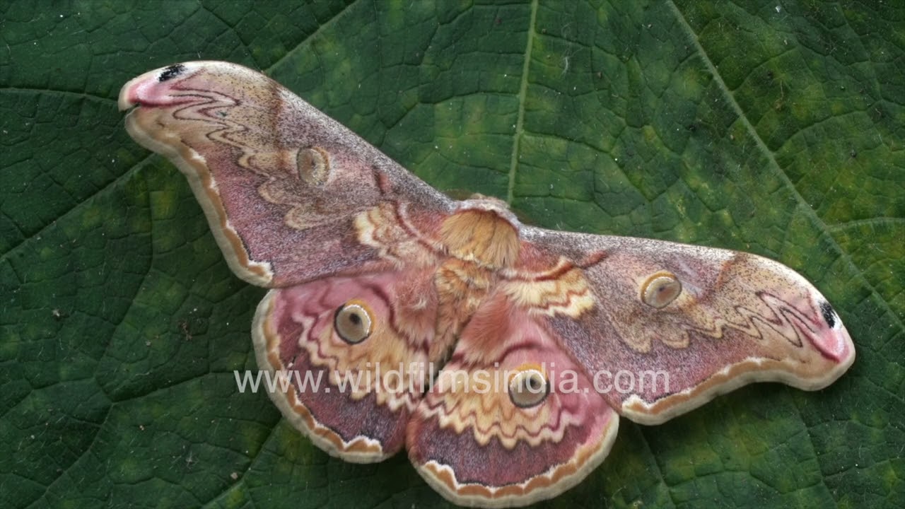 Saturniidae moon moth in the middle Himalaya, at wildfilmsindia butterfly sanctuary in the Himalaya