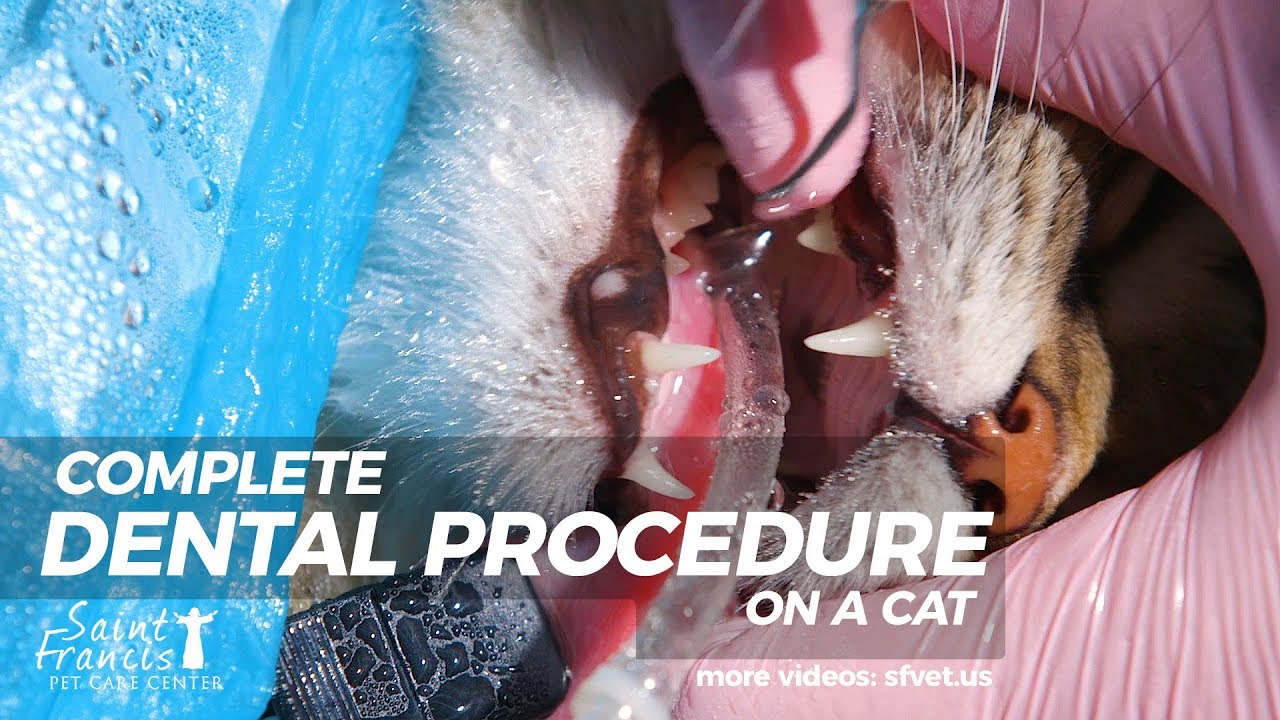 Full Dental Procedure On a Cat