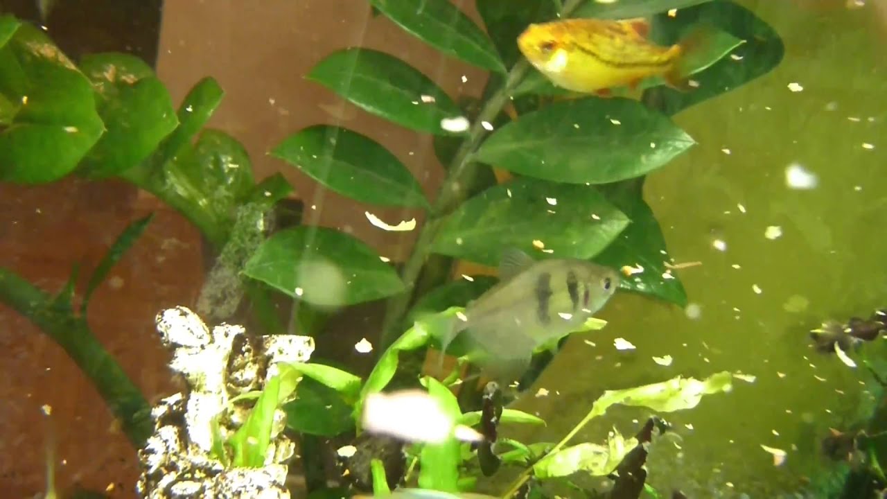 Panasonic Lumix DMC FT3 / TS3 Full HD video test - Underwater - fish feeding