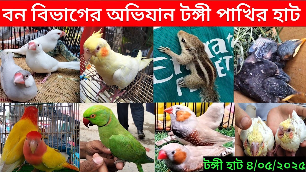 বন বিভাগের অভিযান টঙ্গী পাখির হাট ll Tongi Bazar pakhir hat ll bird price in Bangladesh ll Tongi