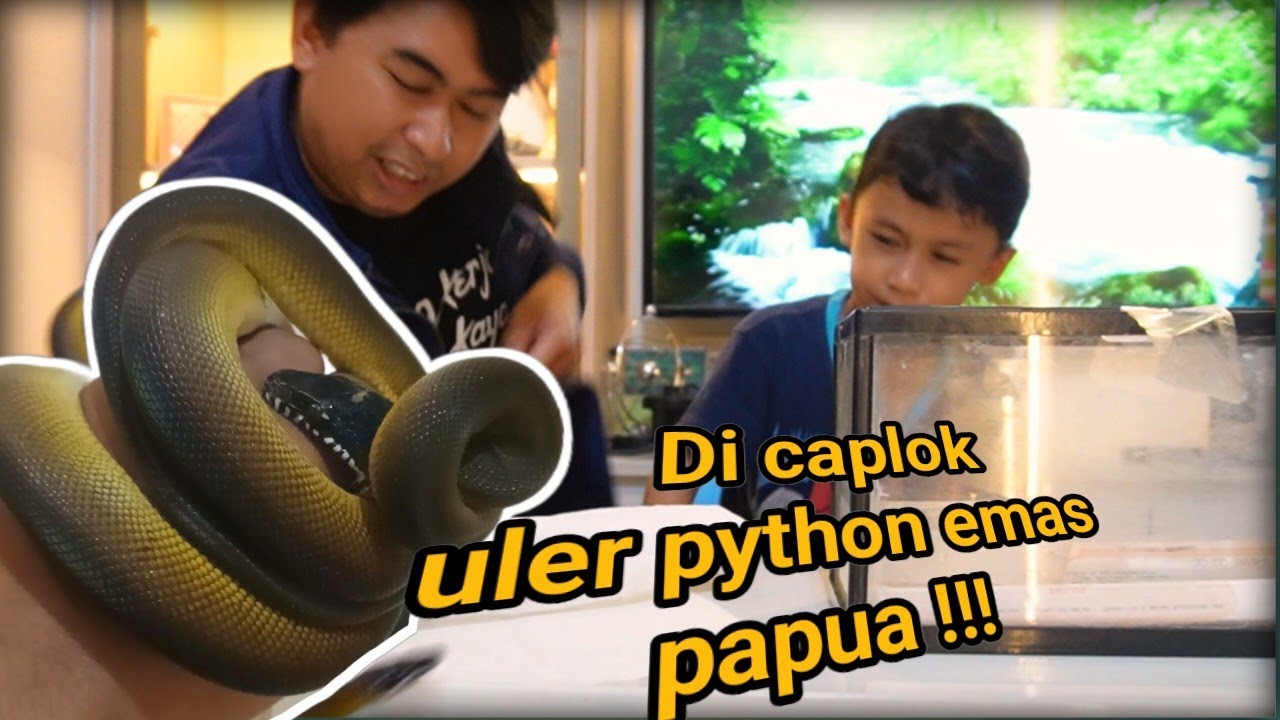 UNBOXING ULAR GOLD ALBERTISI