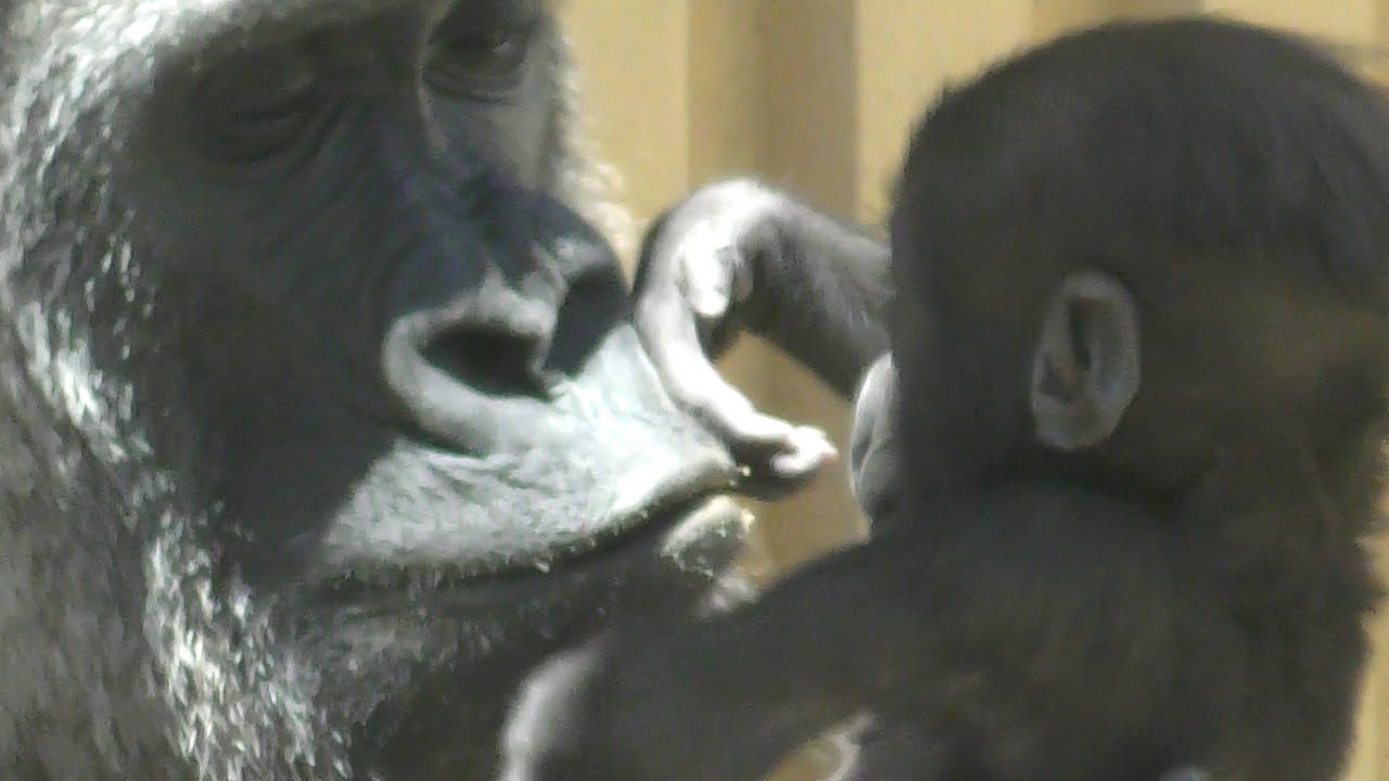 【京都市動物園】赤ちゃんを愛おしそうに見つめるママ　Mom staring at her baby in love