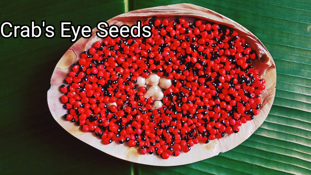 Plantation Process And Uses Of Rosary Pea.