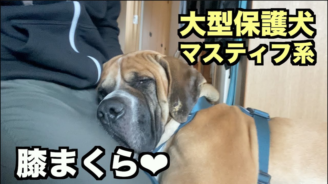 大型マスティフ系保護犬・心地ええねん【15 16日目】