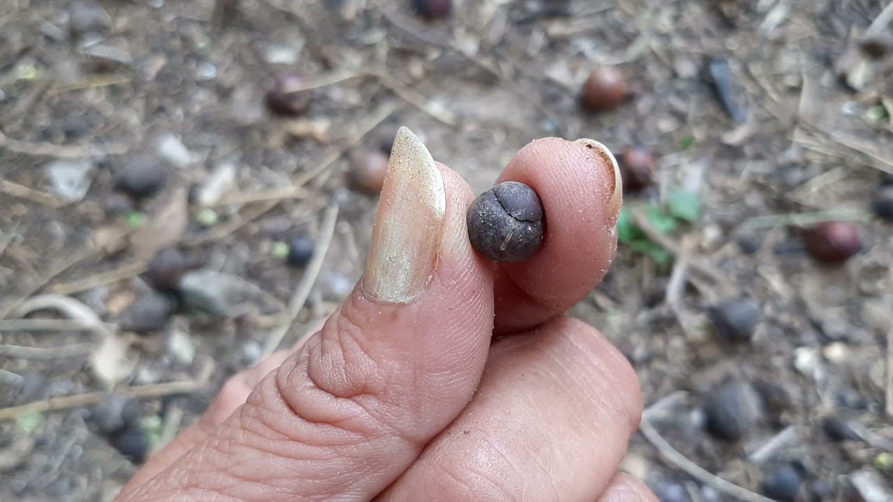 SOAPNUTS  BY THE HUNDREDS