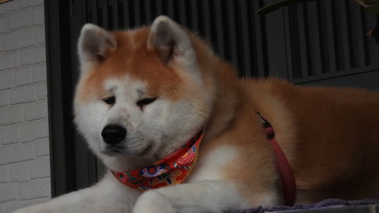 正月も番犬中の秋田犬