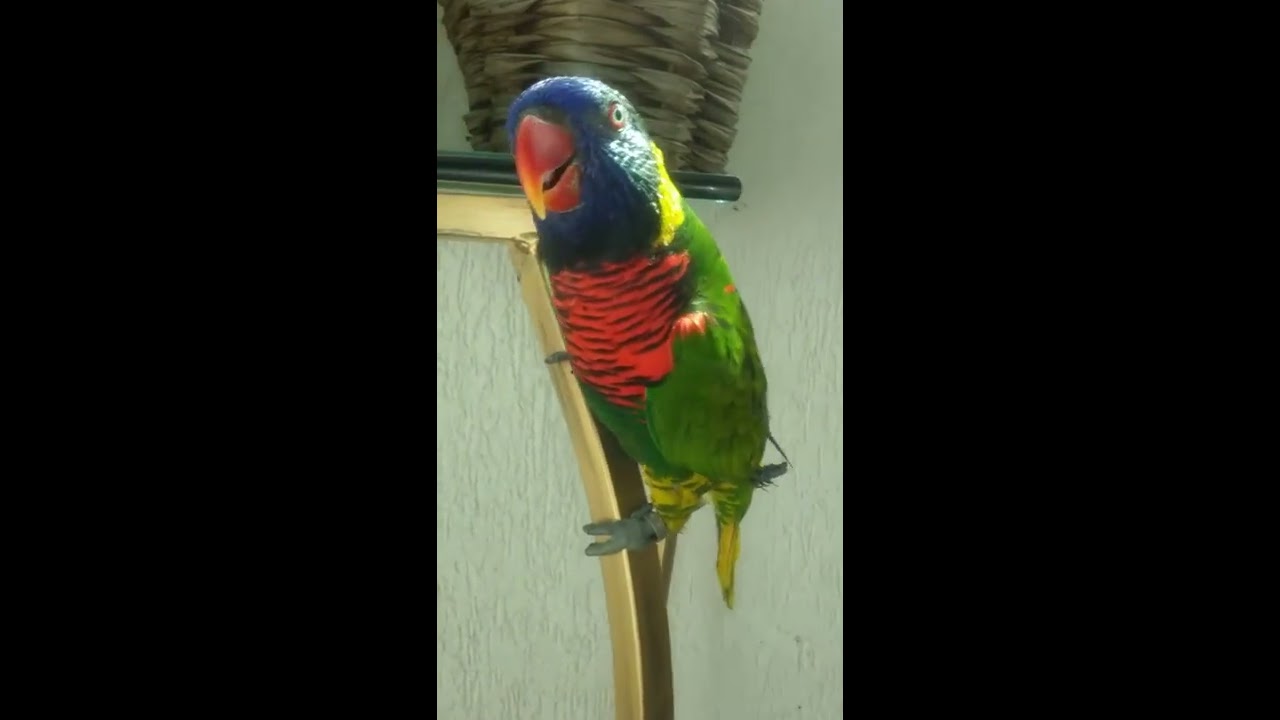 Loris Arco Íris rindo...esse George!