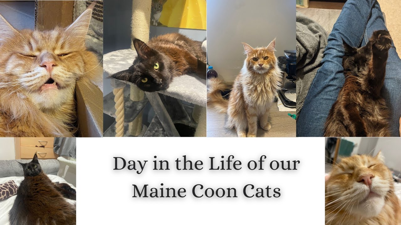Day in the Life of Our Maine Coon Cats