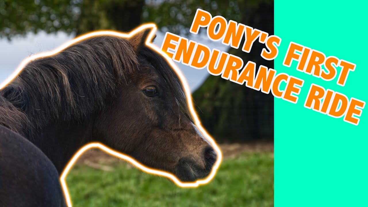 HORSE RIDING IN WENTWOOD FORESTRY || Gabby's First Endurance Ride
