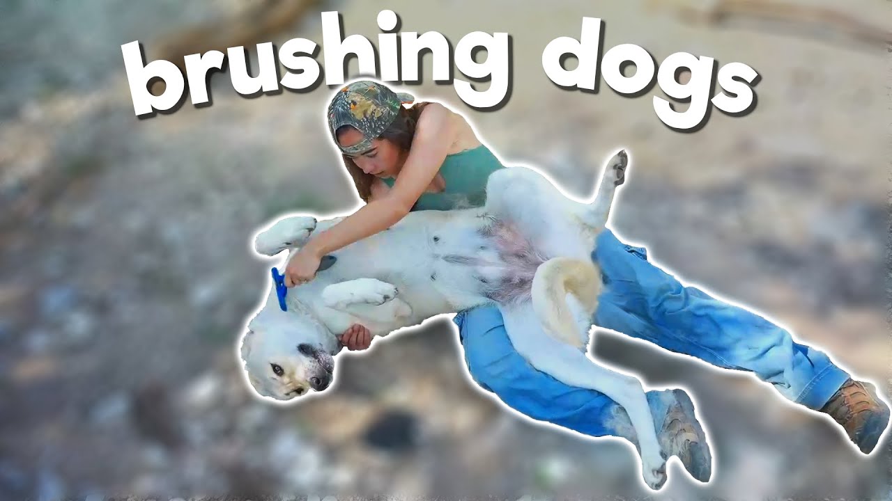 Brushing Dogs at a Farm - 8/27/25