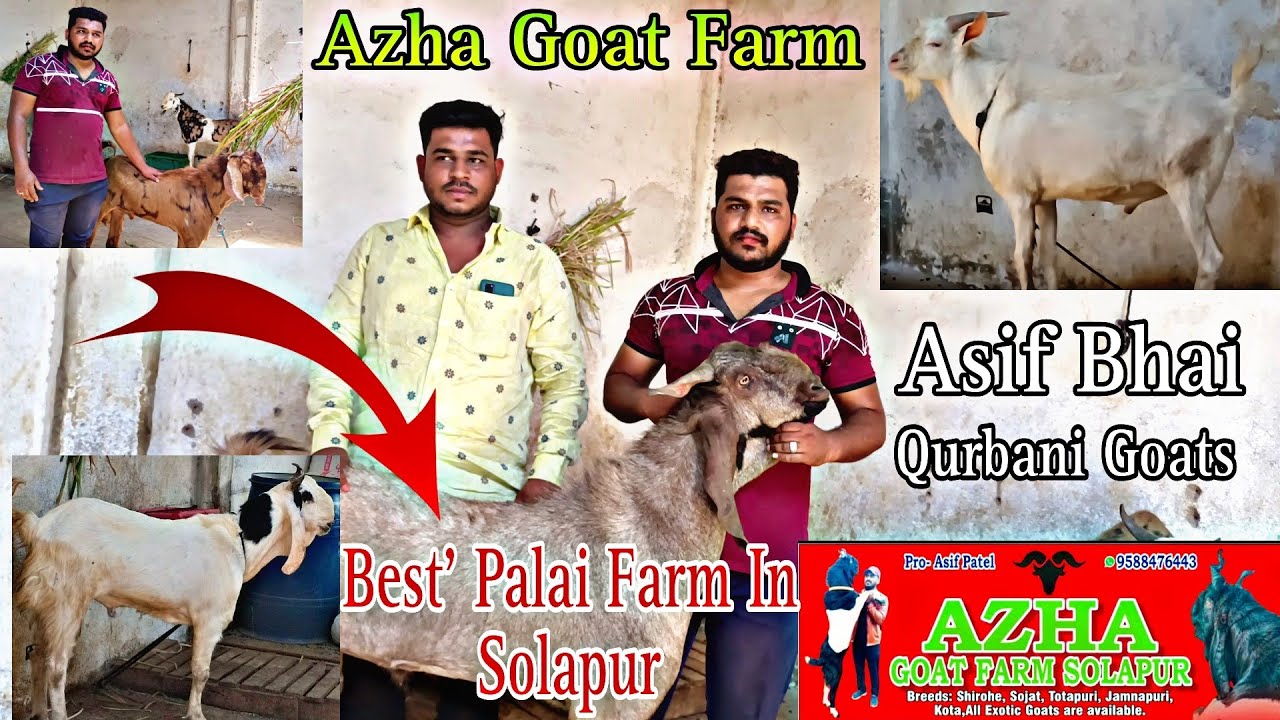 Qurbani Special Azha Goat Farm | Best Palai Farm In Solapur | Qurbani Goat's Available In Solapur