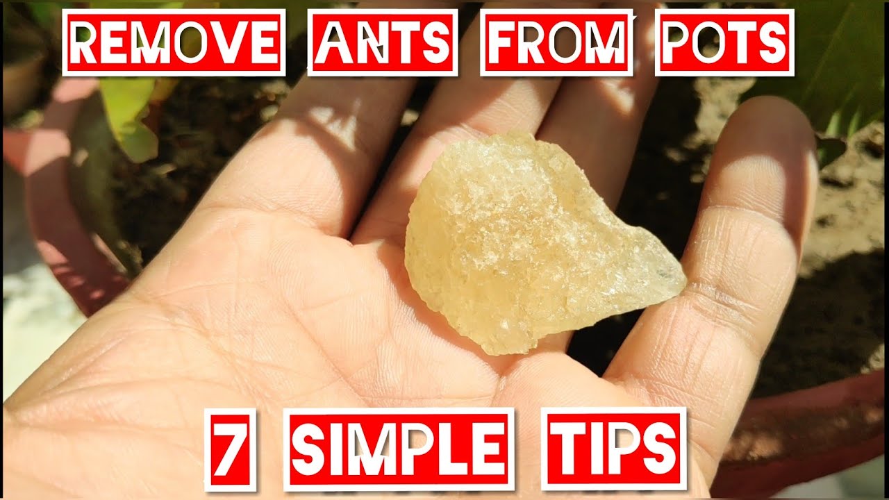 How to get rid of ants from pots, चींटियों से छुटकारा पाने के आसान तरीके, घरेलु नुस्खे
