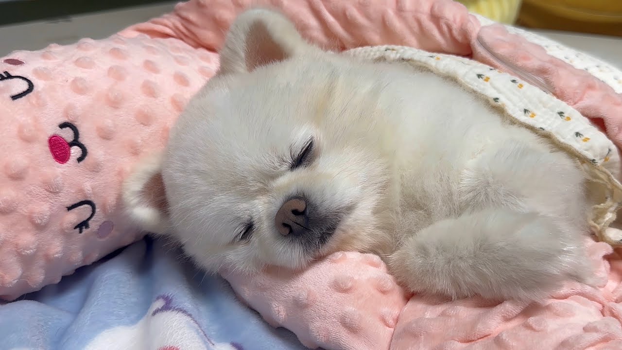 강아지를 1분만에 재워주는 인형을 사봤는데요..
