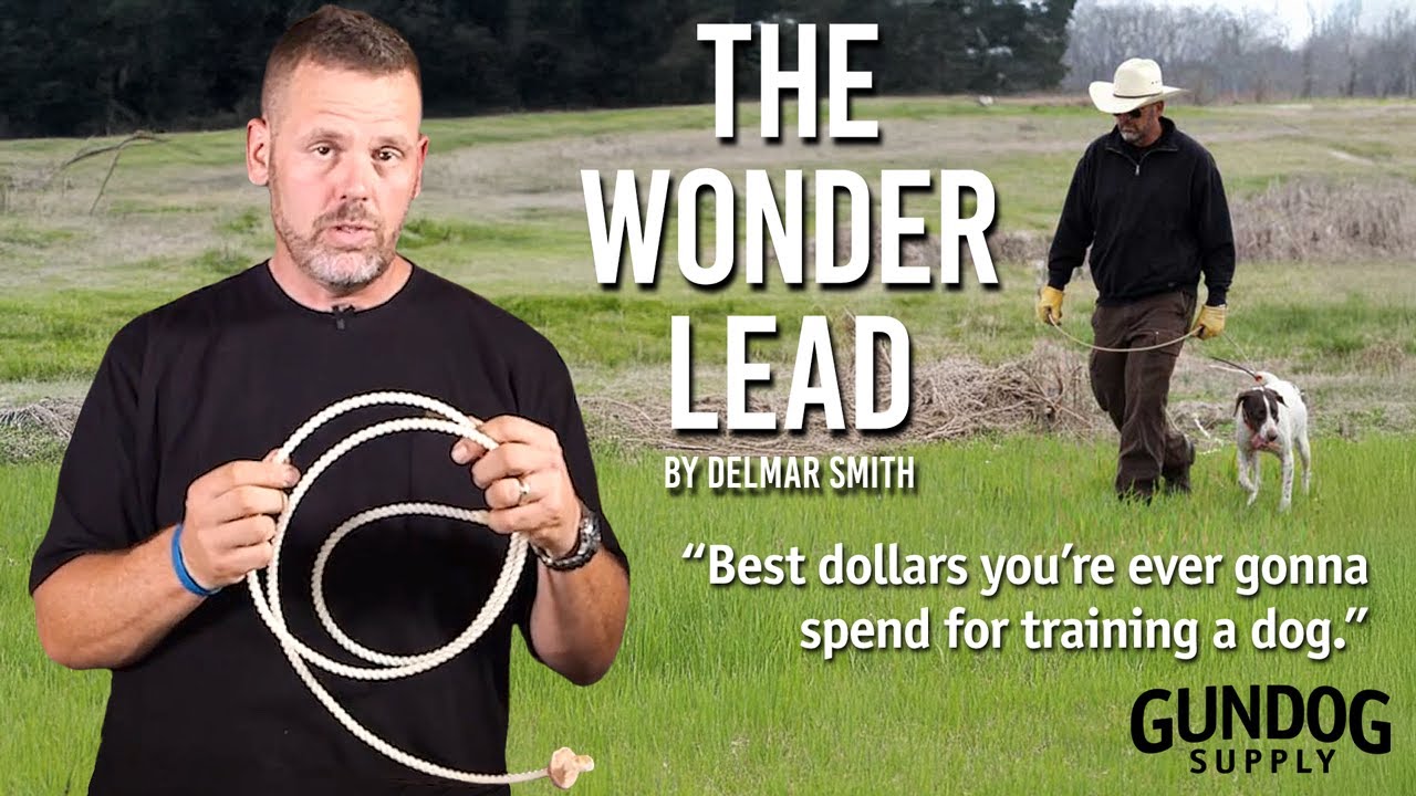Teach Your Dog to Heel in Minutes with the Wonder Lead