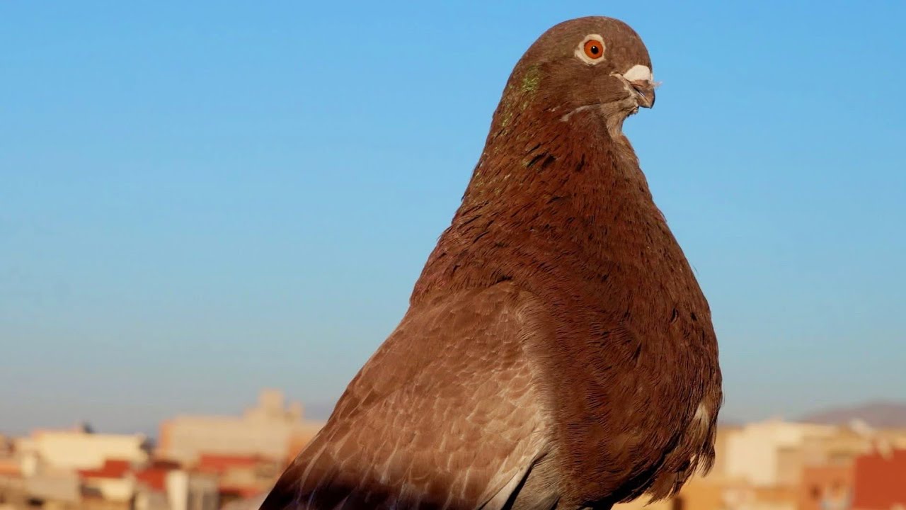 كيف تعمل تحفيز🕊️🕊️ لحمام سيفيانوس عن اعشاشها🪺🪺 والرغبة في المرحلة بيض إنتاج 🪺🕊️🪺🕊️🕊️🕊️