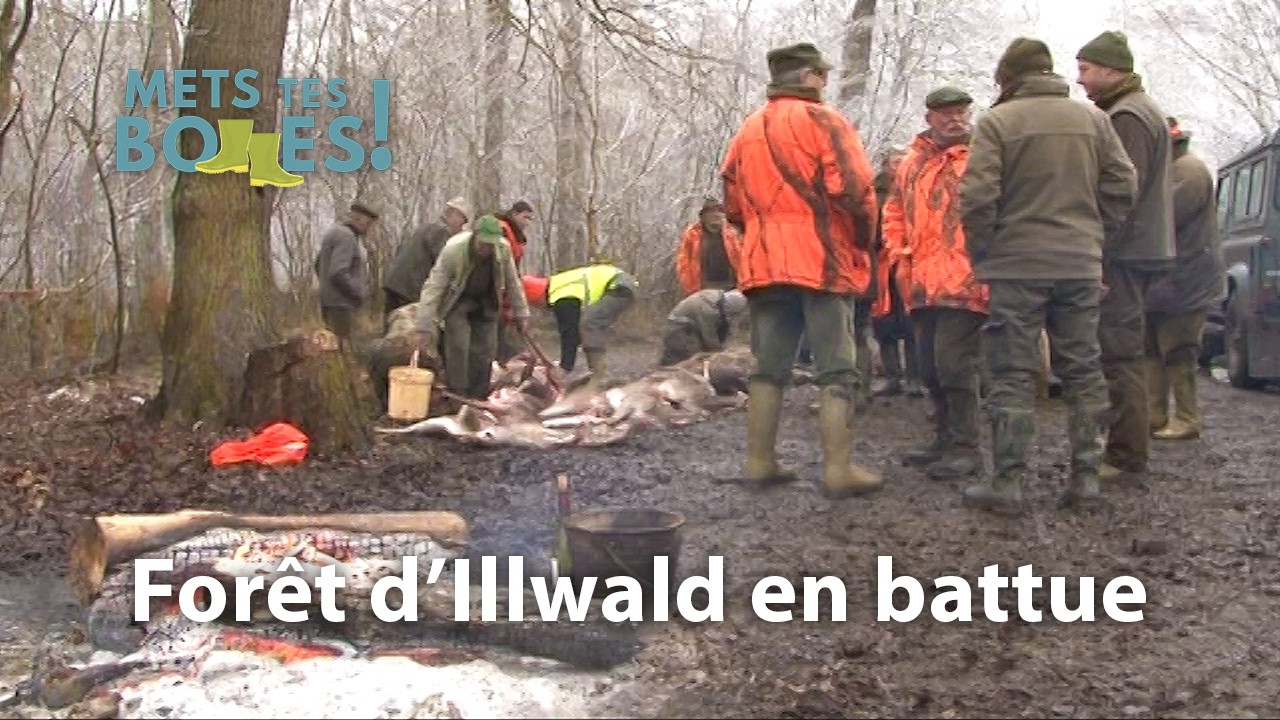 Alsace : chasse au daim dans la plus grande harde de France