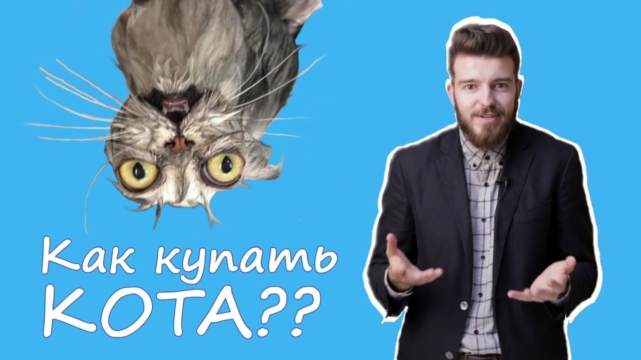 Как выбрать шампунь для кота