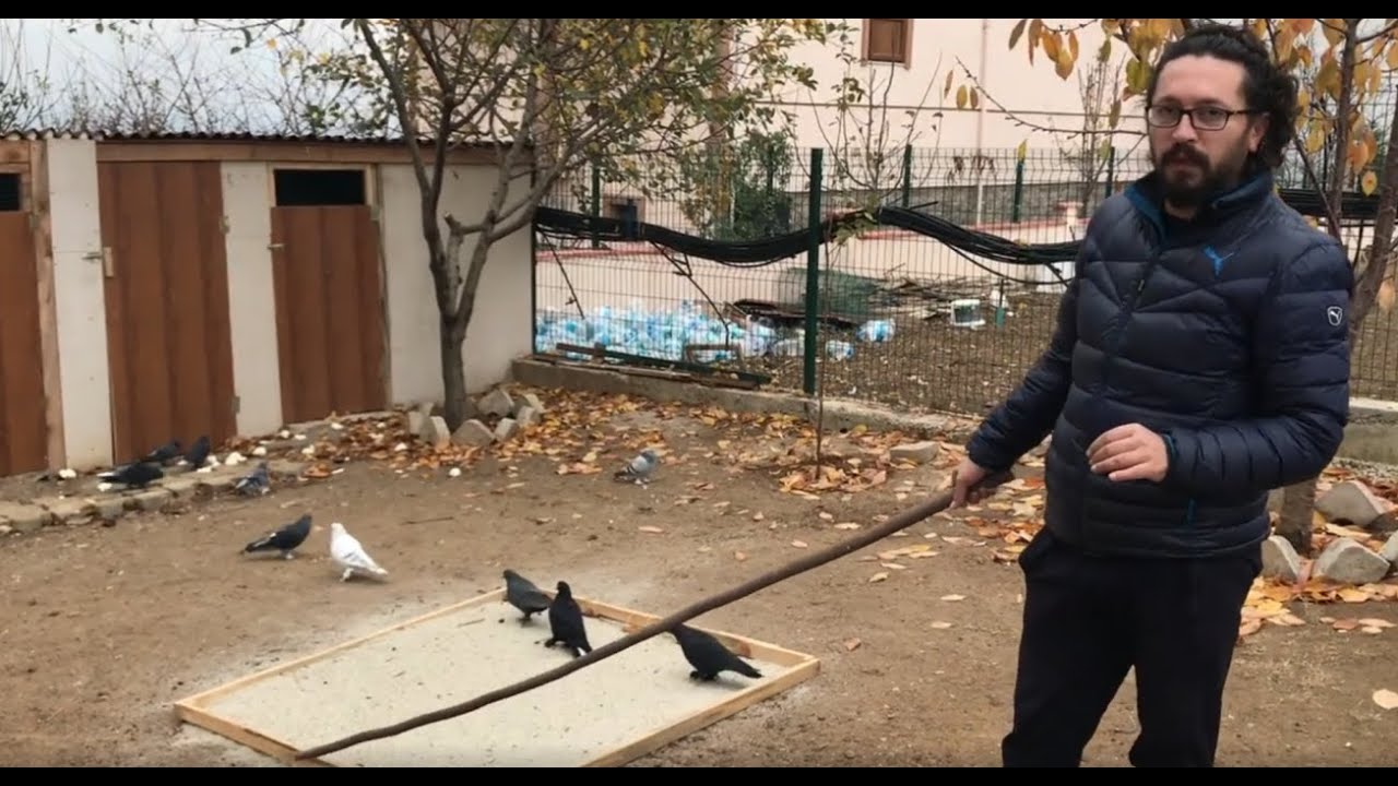 EN DEĞERLİ GÜVERCİNİMİ KAÇIRDIM