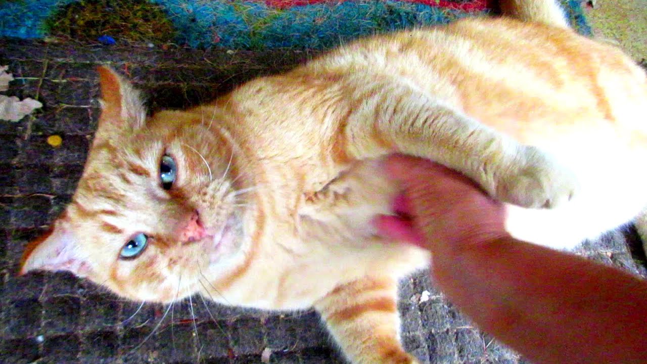 Loveable Kitty is Addicted to Bellyrubs!