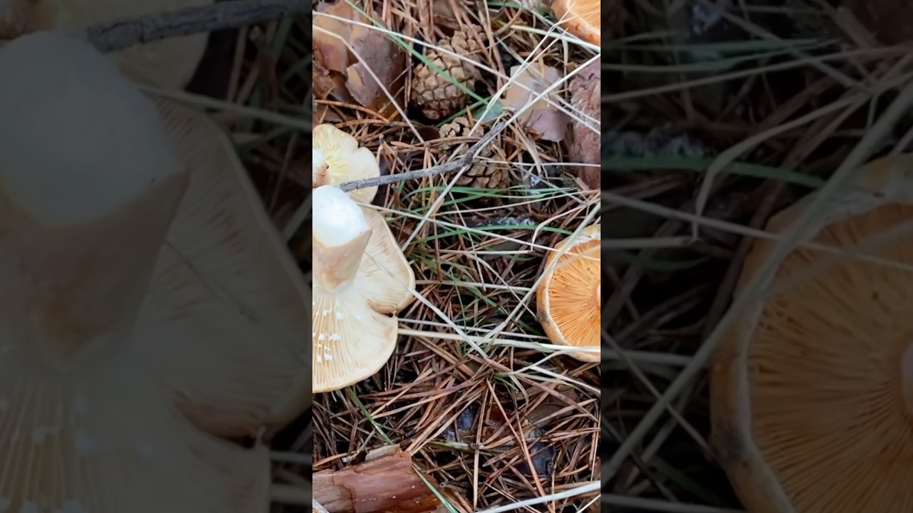 No te confundas!Te ense&ntilde;o a reconocer un Niscalo falso! Lactarius deliciosus vs chrysorrheus #shorts