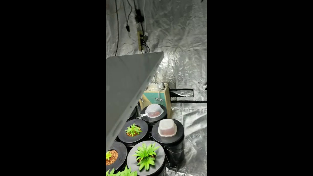 Auto white widow and 707 headband  new grow room