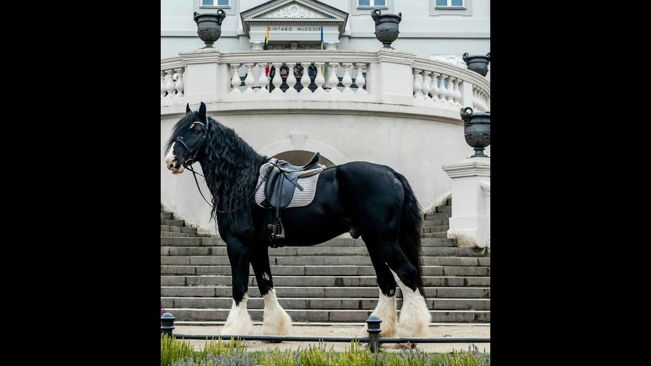 15 yo Shyre stallion, 182 cm ru