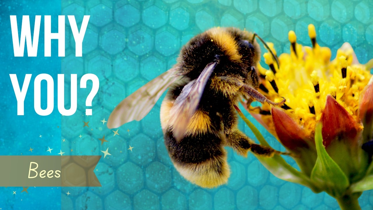 Keep Seeing Bees? Here's What the Universe Is Communicating.