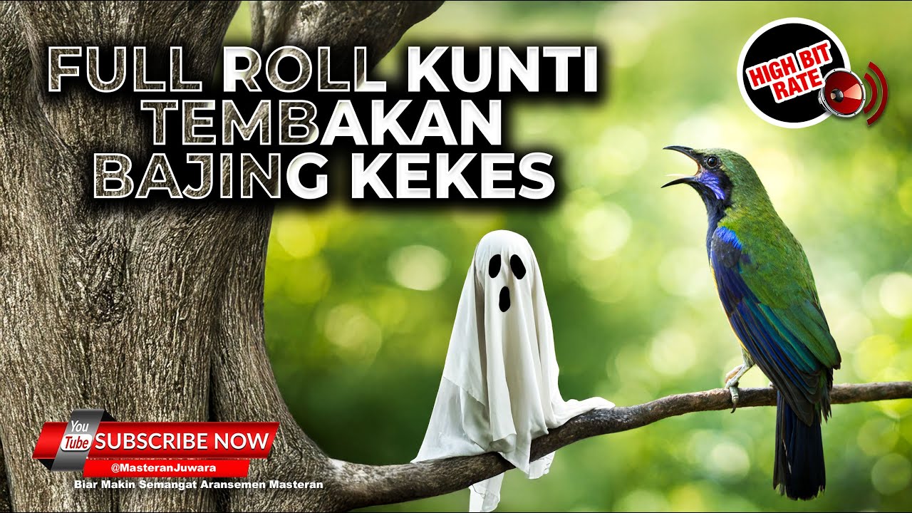 🔴 Live Masteran Cucak Cungkok Super Gacor Full Kunti Panjang Variasi 2026 Tembakan Bajing Kekes