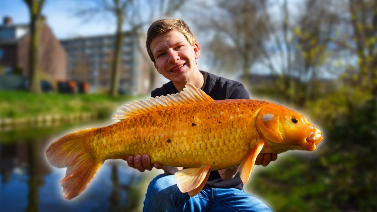 WIJ VANGEN DE KOIKARPER