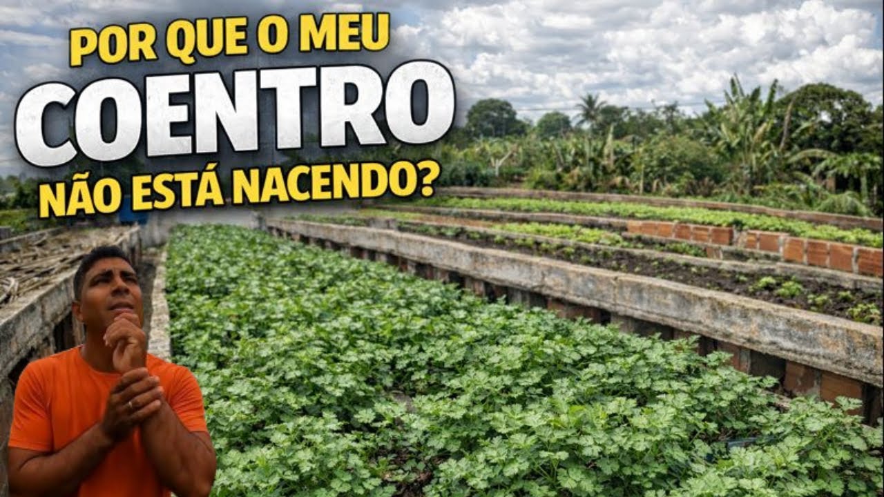 Erro comum que faz o coentro não nascer!