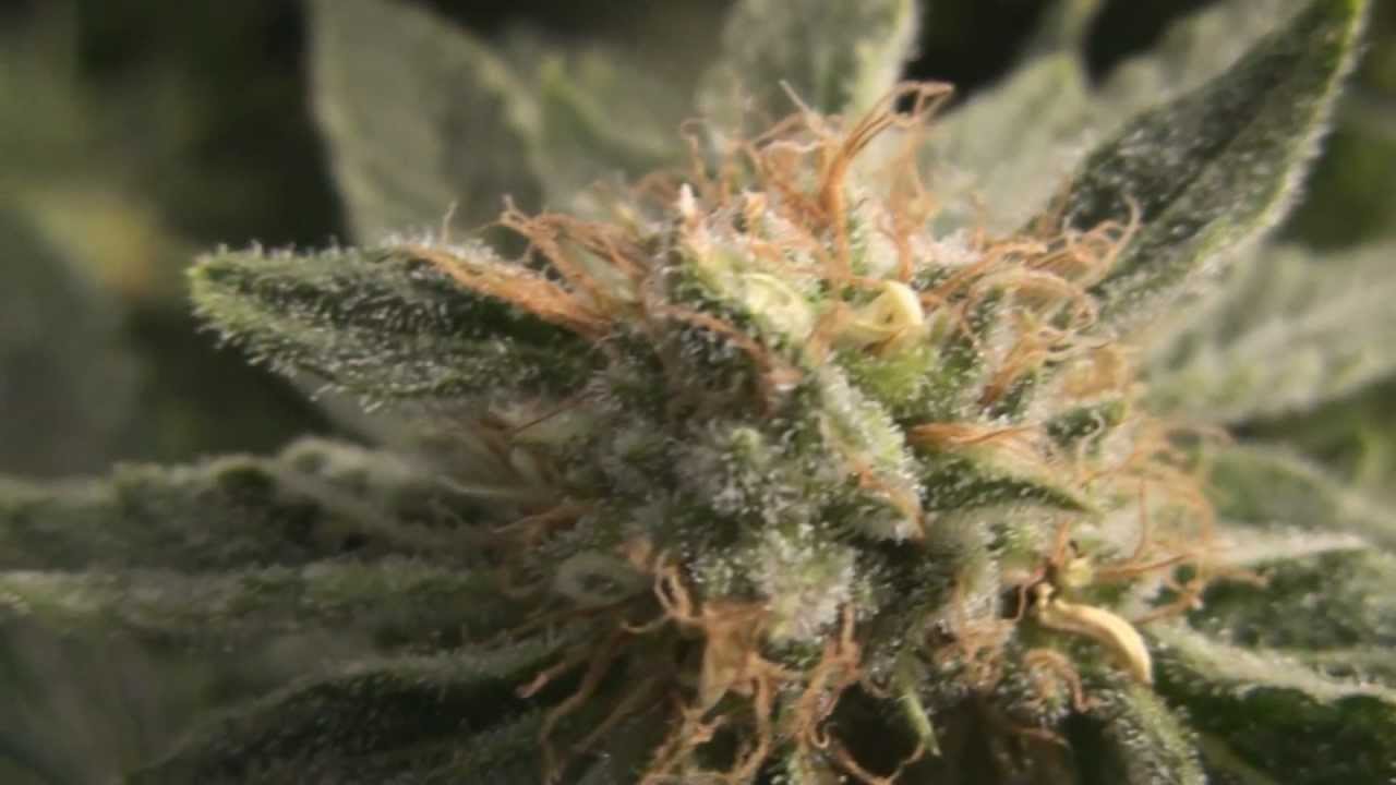 Herijuana IBL -  KO Kush F4 04/16/12