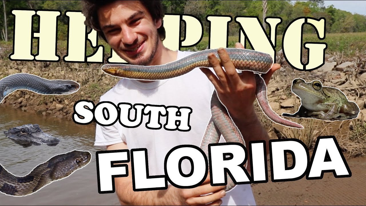 HERPING The Florida EVERGLADES Episode 5: Rainbow at The End of The Rainbow