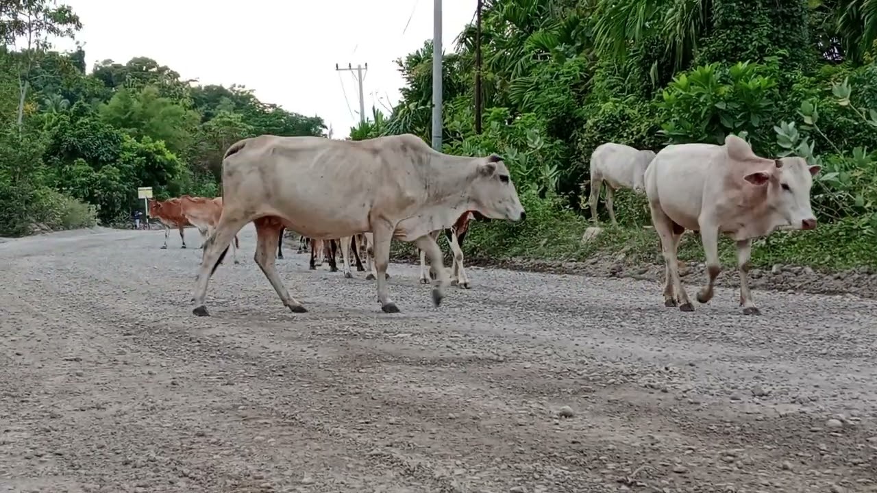 herding the herd of cows home in the evening while making noise
