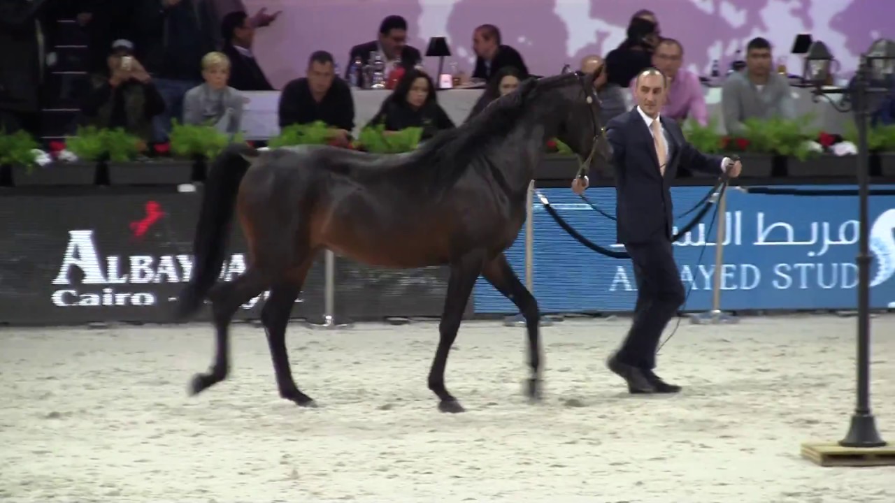 Championnat du monde du cheval arabe 2016.