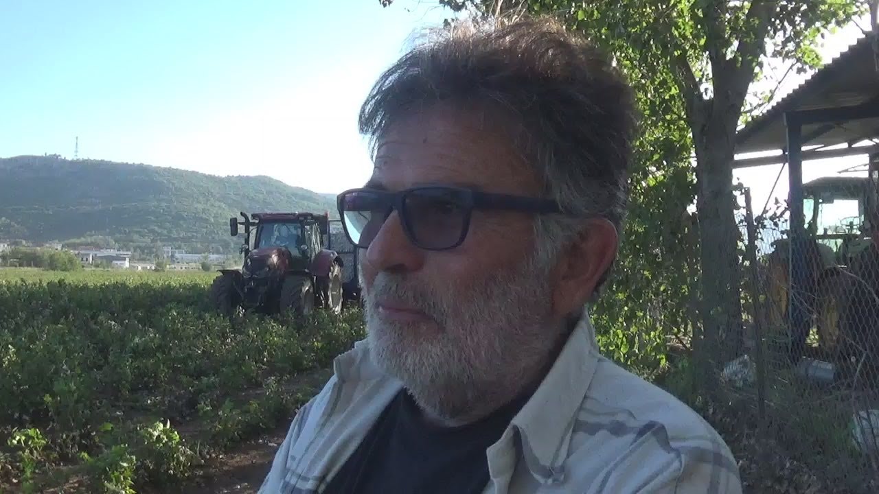 Συγκομιδή Βαμβακιού μετα την καταστροφική νεροποντή του Σεπτεμβρίου 2023