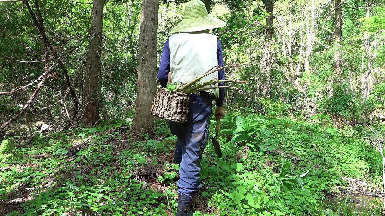 Picking Wild Edible Plants - Catch and Cook