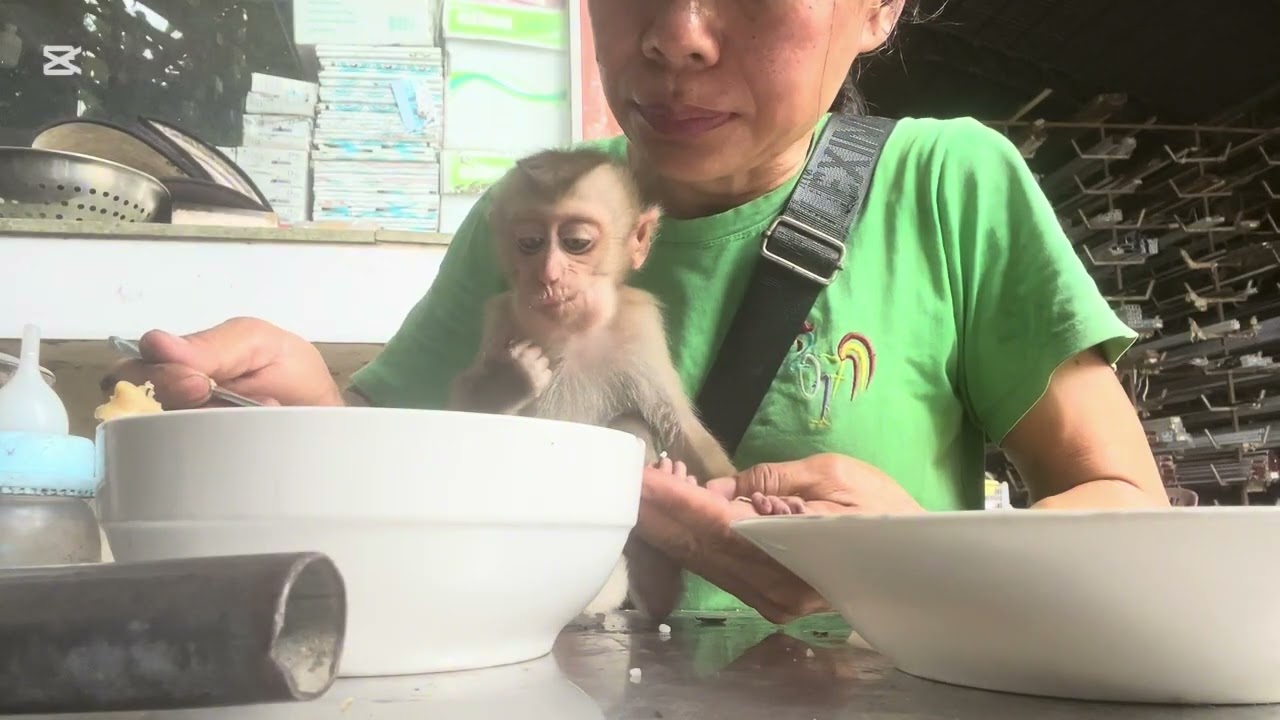 Mary eats rice with chicken #animals  #monkey #asmr