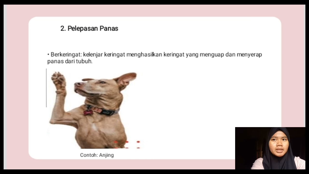 Termoregulasi pada hewan ektoterm dan endoterm