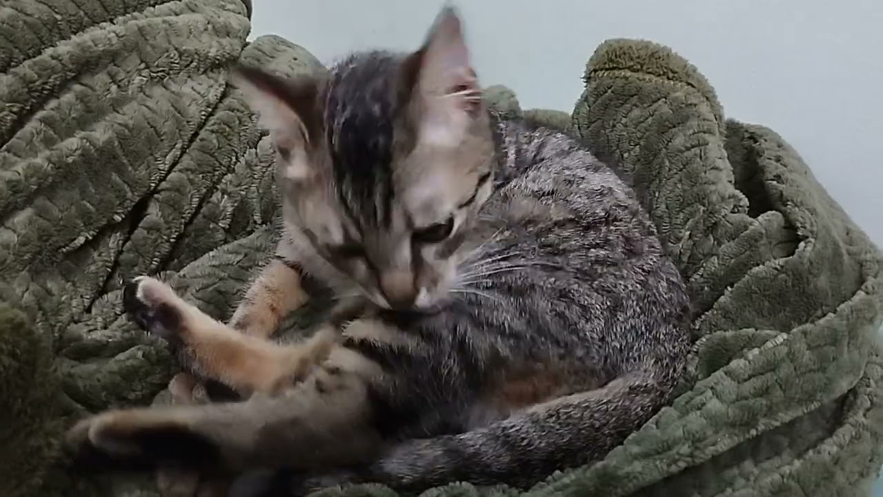 just a video of my new cat Penny grooming herself
