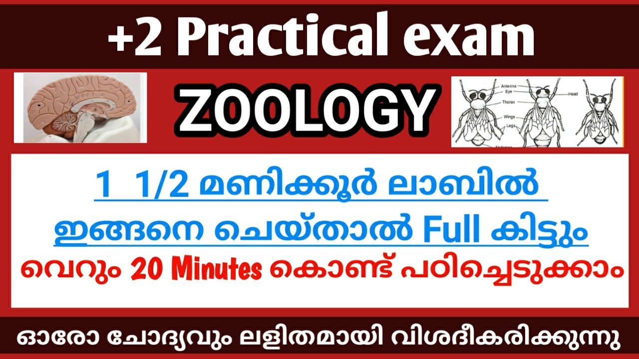 plustwo Practical exam / ZOOLOGY Practicals / Fully explained/ പരീക്ഷ ഇനി എന്തെളുപ്പം🤩🤓🤩🥳 MTM Online