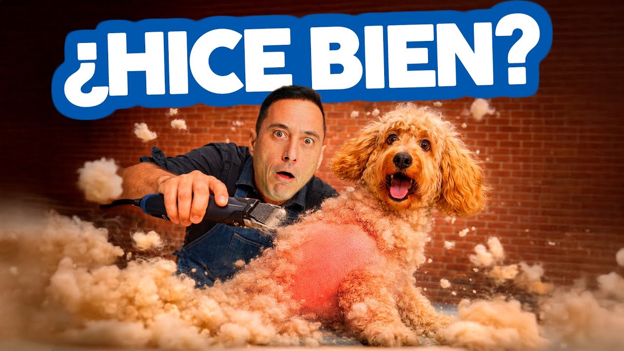 ¡SOCORRO! 🚨 He ESQUILADO a un COBBERDOG como una OVEJA