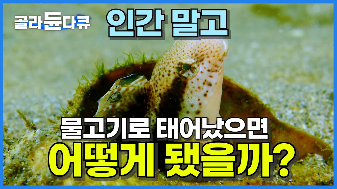 물고기로 태어났다면 얼마나 살아남을 수 있을까? 본격 바다에서 생존하는 다큐멘터리│먹이사슬의 세계│숙면 다큐│다큐프라임│#골라듄다큐