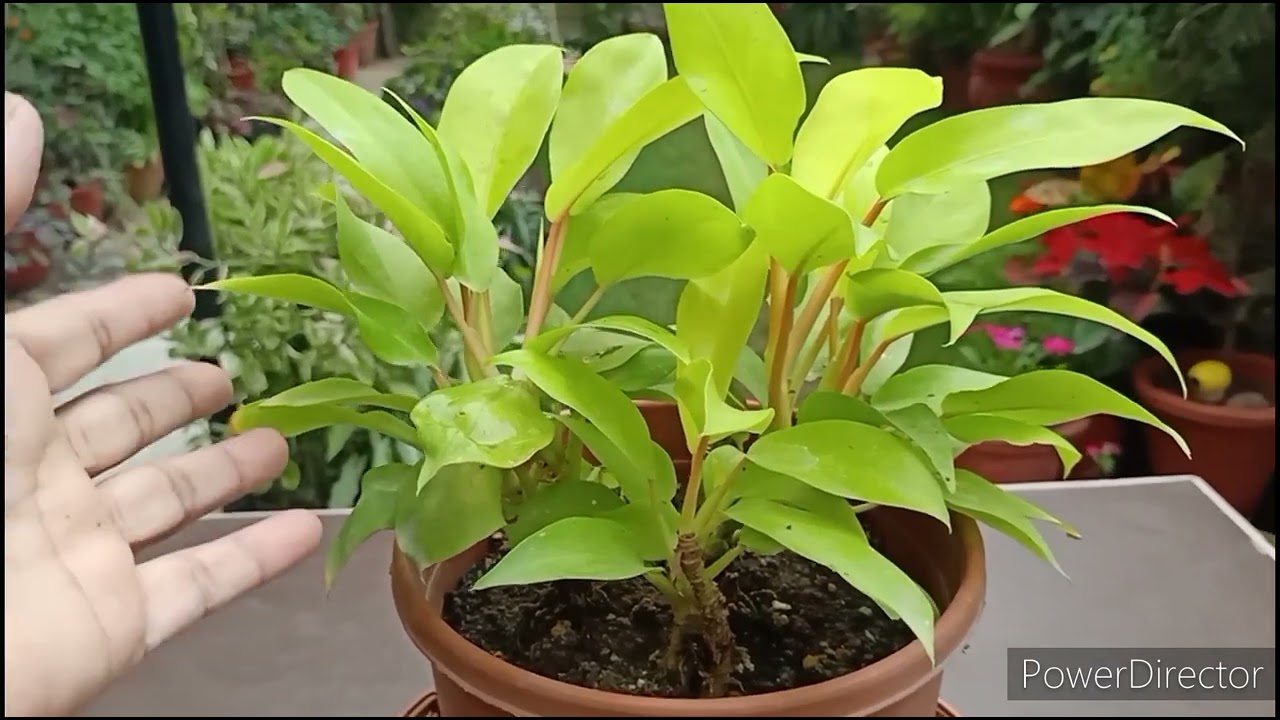 Philodendron Ceylon Gold plant  Complete Care