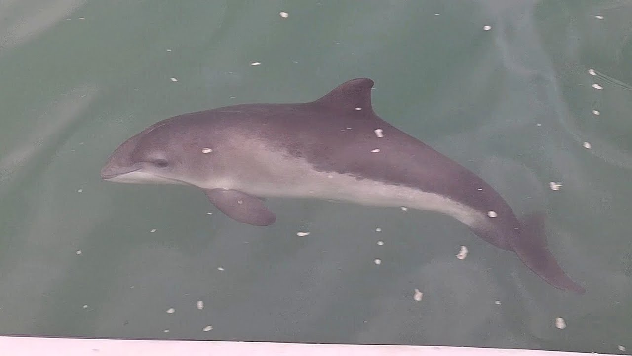 Harbour porpoises @ Eastern Scheldt | Bruinvissen @ Oosterschelde 2025