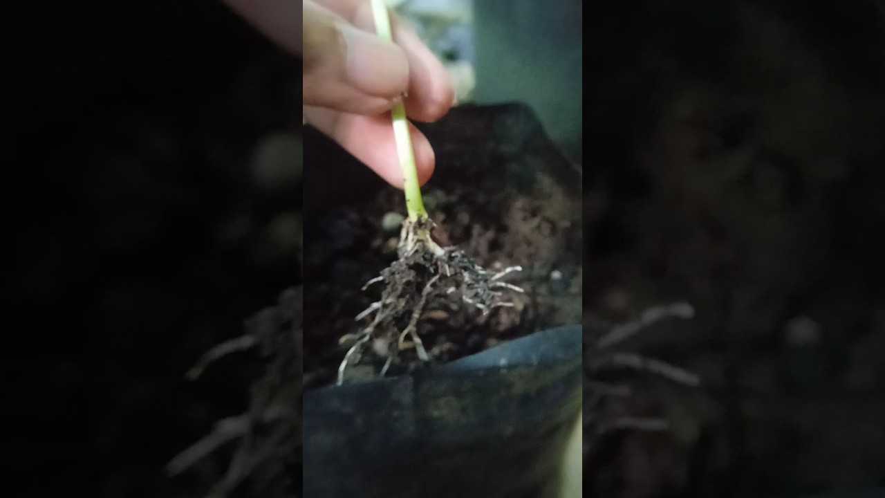 transplanting baby pumpkin in polybag #gardening #garden #shorts