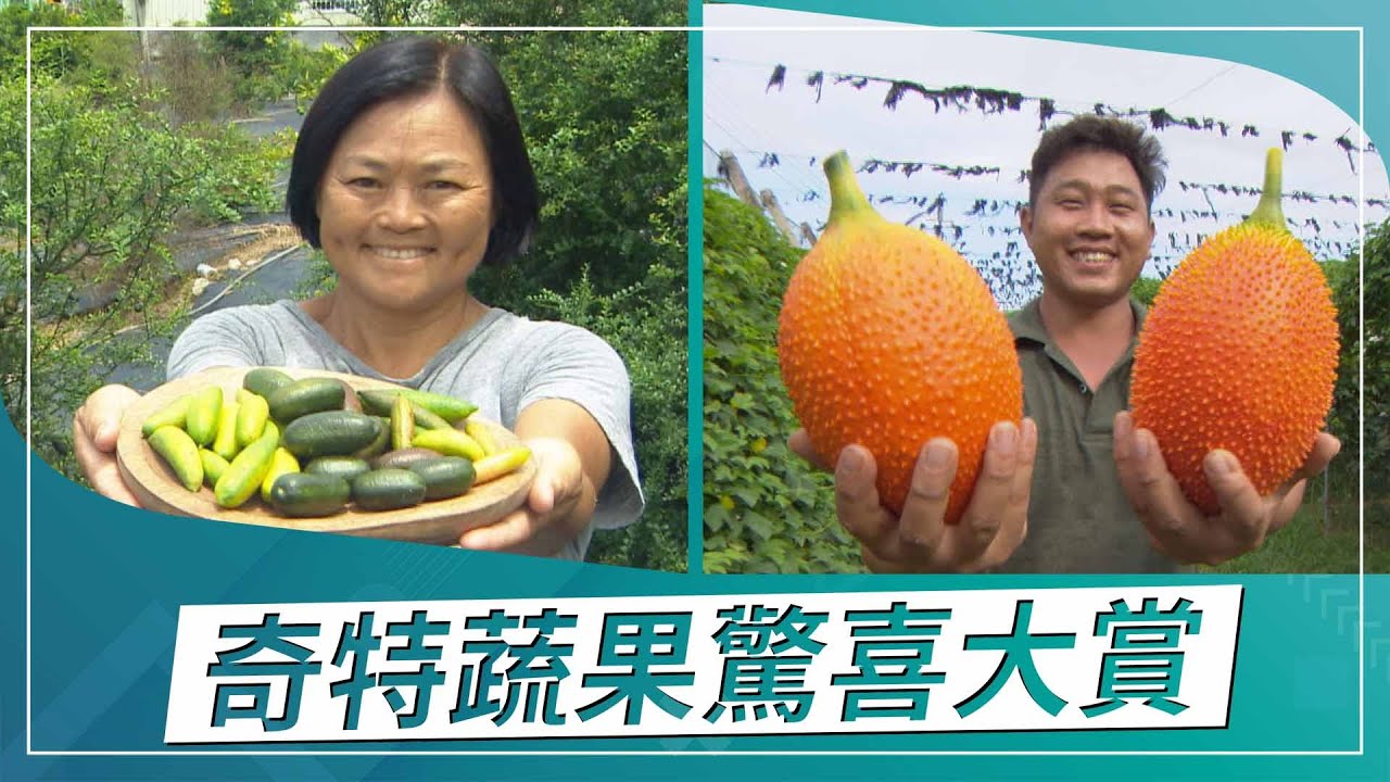 草地狀元-奇特蔬果驚喜大賞(2022.09.26播出)