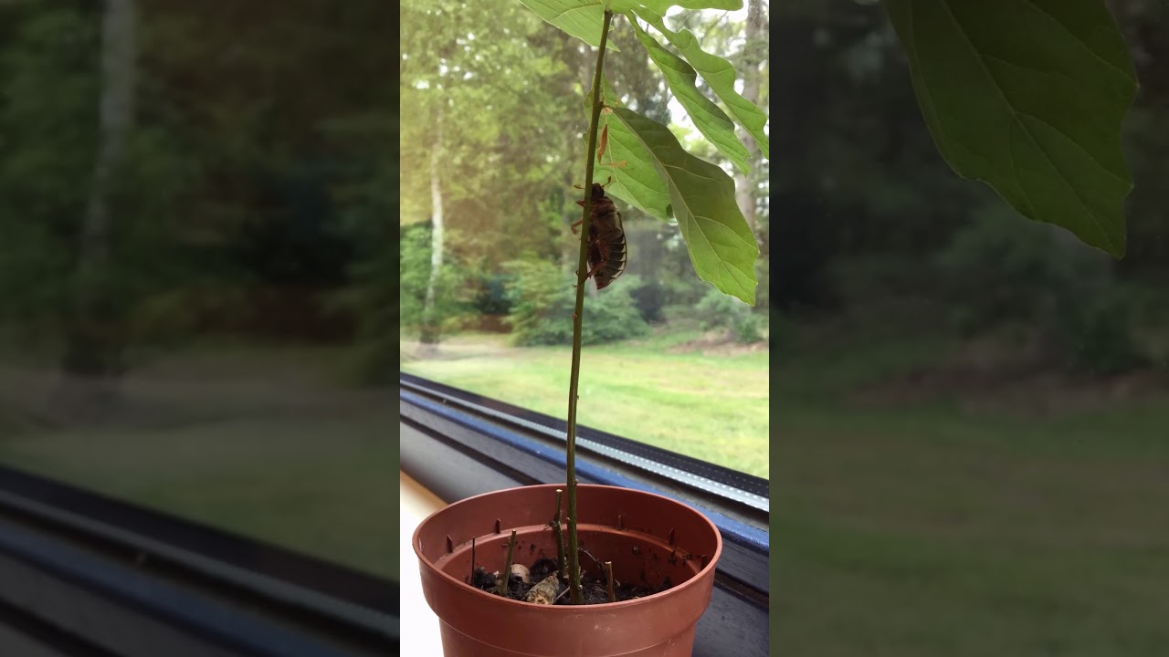 Meikever (Melolontha melolontha) klimt in jonge eik  (versneld opgenomen)