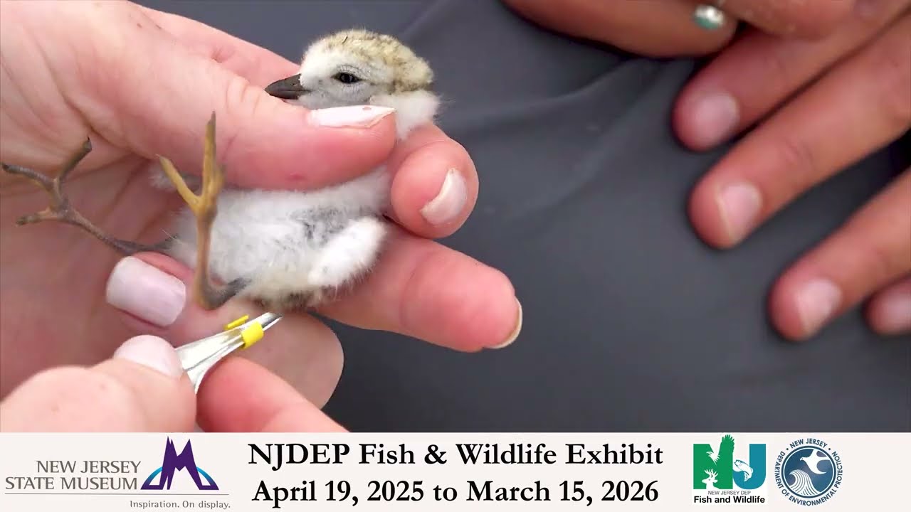 New Jersey State Museum NJDEP Fish & Wildlife Exhibit