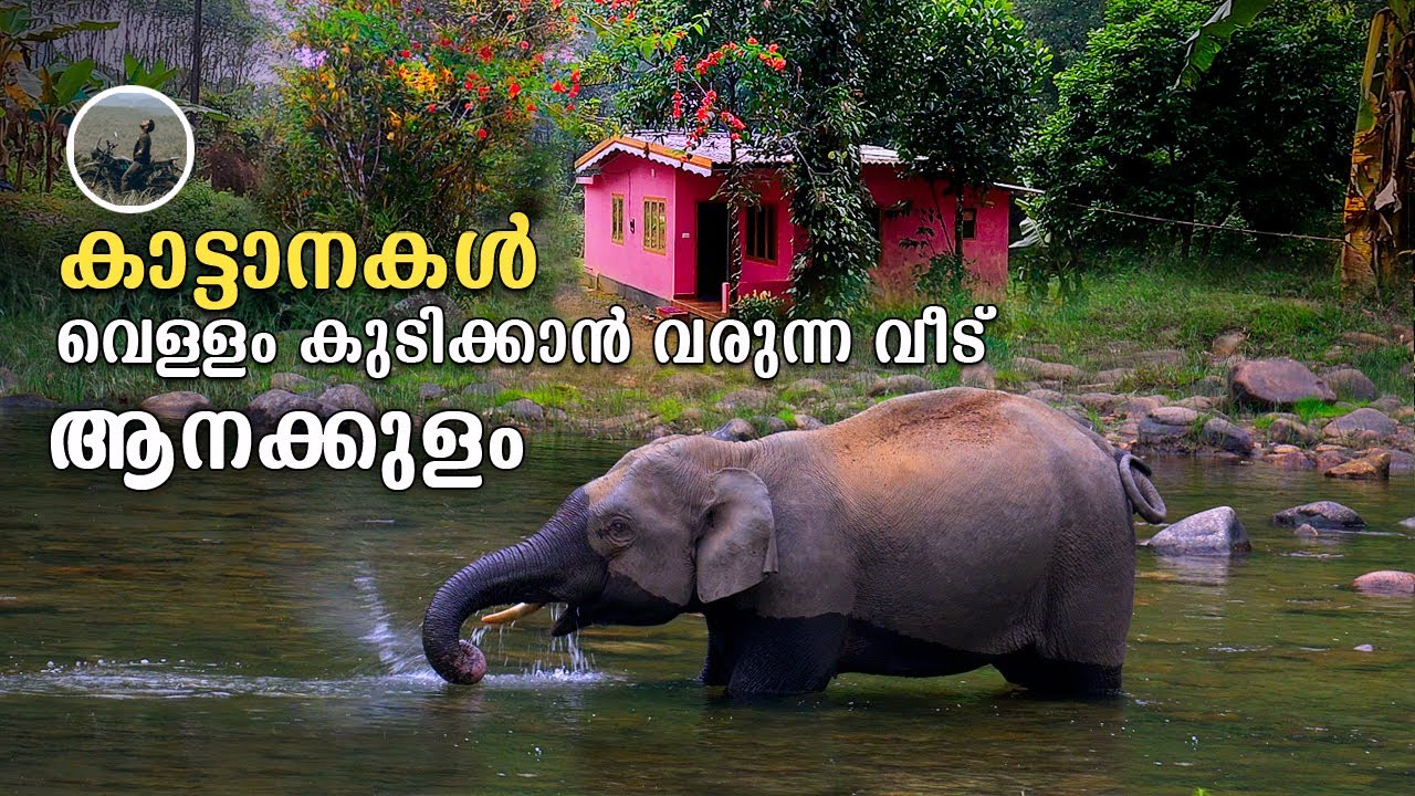 Anakulam | കാട്ടാനകൾ വെള്ളം കുടിക്കാൻ വരുന്ന വീട്  | Mamalakandam | Mankulam | Munnar | free20